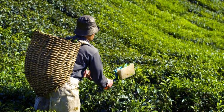 Los beneficios del té según su color: ¿adelgaza el té verde? ¿rejuvenece el blanco? ¿fortalece el negro?