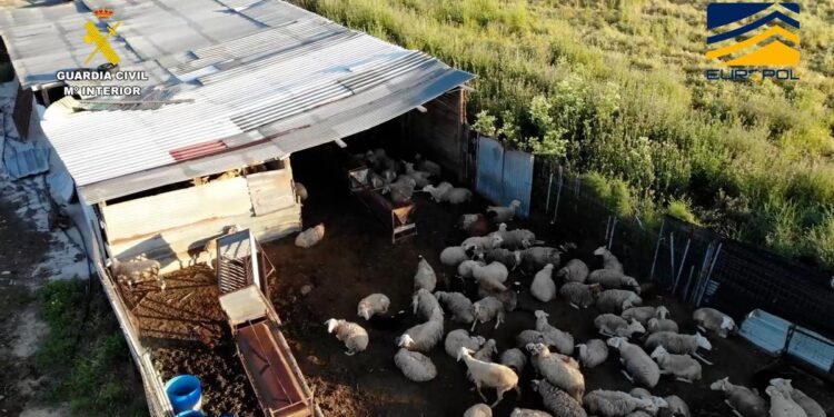 Un matadero clandestino de San Fernando de Henares distribuía carne sin control sanitario a restaurantes asiáticos de Madrid
