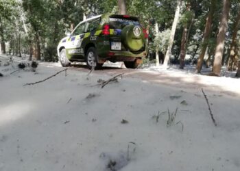 Madrid refuerza la vigilancia sobre la pelusa de chopo para evitar incendios forestales