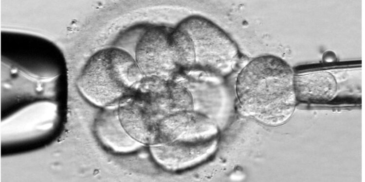 Órganos-en-chip: así revolucionarán la reproducción asistida con tratamientos personalizados y menos invasivos