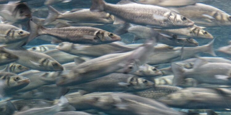 Confirmado: las áreas marinas protegidas aumentan la variedad y abundancia de peces