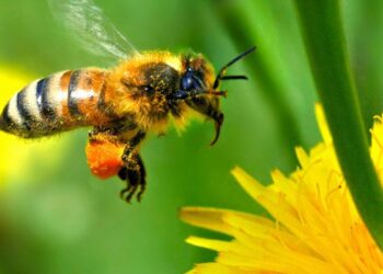 ¿Cuáles son los principales animales polinizadores y por qué son importantes?