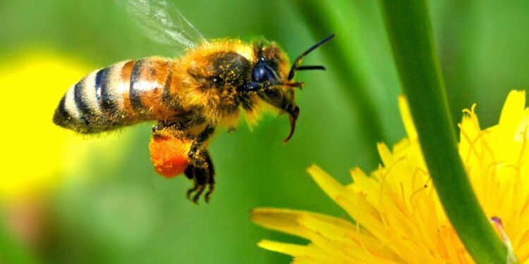 ¿Cuáles son los principales animales polinizadores y por qué son importantes?