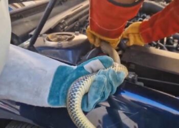 Susto en Villarejo de Salvanés: el rescate de una culebra bastarda atrapada en el motor de un coche