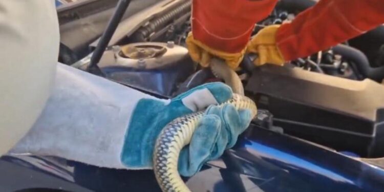 Susto en Villarejo de Salvanés: el rescate de una culebra bastarda atrapada en el motor de un coche