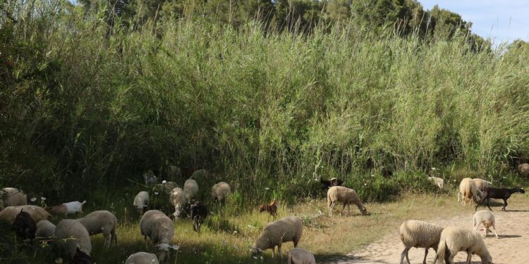 La caña común, una planta invasora que acaba con los bosques de río