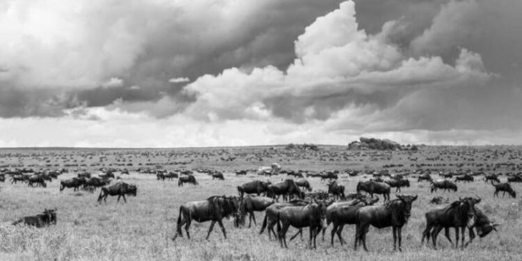 60 millones de años de ecosistemas estables nos enseñan sobre la pérdida de especies actual