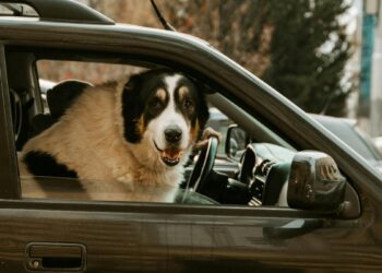 ‘No sin mi perro’: el 85% de los madrileños tiene problemas para encontrar alojamiento ‘pet friendly’