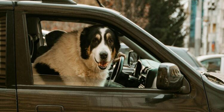 ‘No sin mi perro’: el 85% de los madrileños tiene problemas para encontrar alojamiento ‘pet friendly’