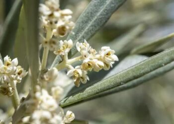 Altos niveles de polen de gramíneas y olivo en toda la región en los próximos días