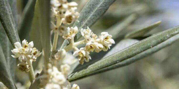 Altos niveles de polen de gramíneas y olivo en toda la región en los próximos días