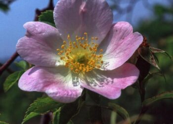 Descifran un truco genético oculto en la naturaleza durante más de un siglo