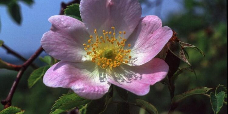 Descifran un truco genético oculto en la naturaleza durante más de un siglo