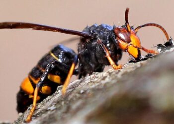 No, no es una avispa asiática: estas son las especies que sí hay en Madrid y cómo diferenciarlas