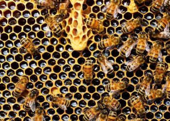 Identificado el culpable de la mayor mortandad de abejas en la historia de Estados Unidos