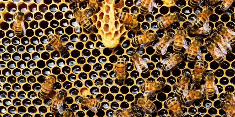 Identificado el culpable de la mayor mortandad de abejas en la historia de Estados Unidos