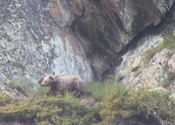 Los avistamientos de osos se consolidan en los Pirineos: ‘Los datos demuestran que la convivencia es posible’