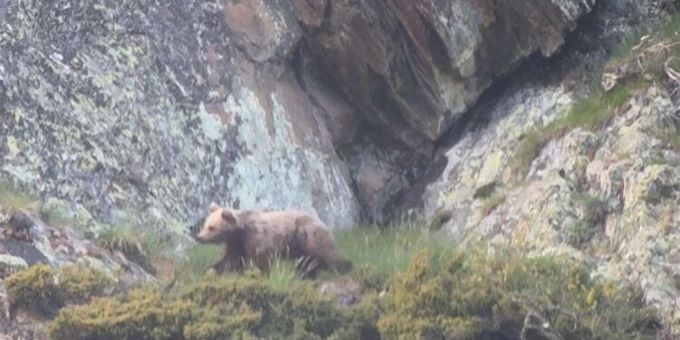 Los avistamientos de osos se consolidan en los Pirineos: ‘Los datos demuestran que la convivencia es posible’