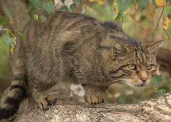 Impacto del incendio de Méntrida en la fauna local: especies en riesgo