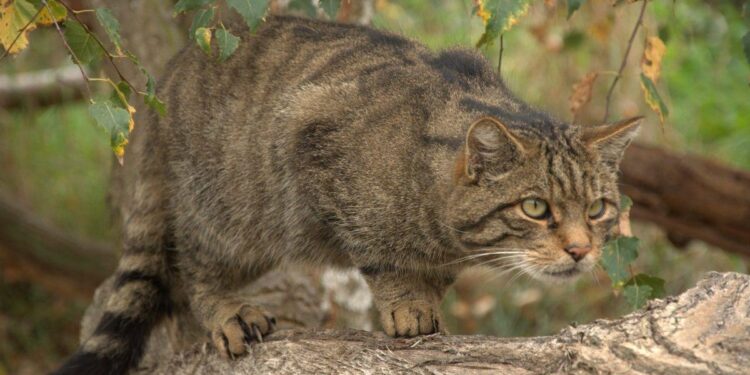 Impacto del incendio de Méntrida en la fauna local: especies en riesgo