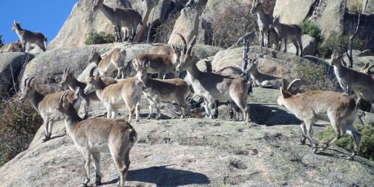 La cabra montés de la Sierra de Guadarrama, trasladada al Pirineo francés por sobrepoblación: ‘Las capturamos y ponemos en cuarentena’