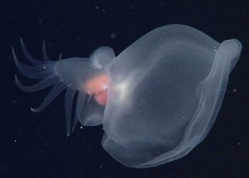 Descubren una extraña criatura fantasmal desconocida en lo profundo del océano