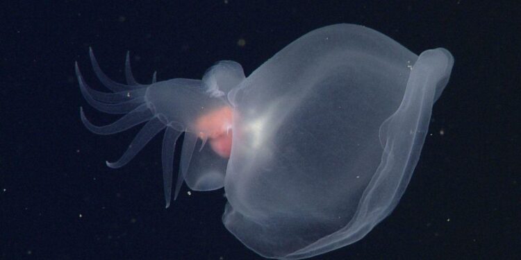 Descubren una extraña criatura fantasmal desconocida en lo profundo del océano