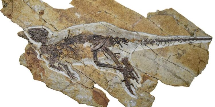 Los dinosaurios no rugían: sonaban como pájaros