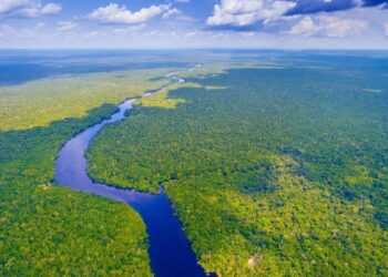 Los árboles enfrían más el clima en los trópicos que en el resto del planeta