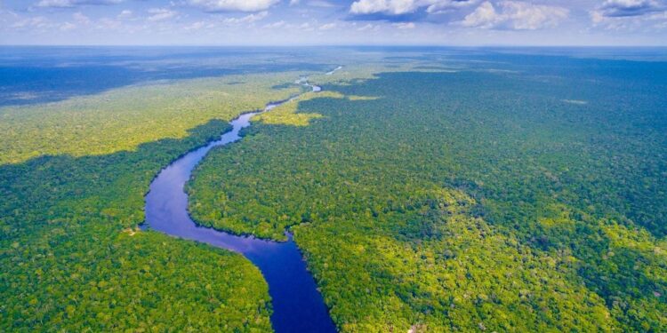 Los árboles enfrían más el clima en los trópicos que en el resto del planeta