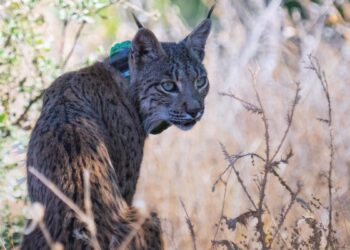 Uraclio, el lince ibérico que podría marcar el regreso de la especie a la Comunidad de Madrid