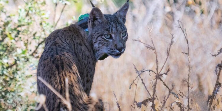 Uraclio, el lince ibérico que podría marcar el regreso de la especie a la Comunidad de Madrid