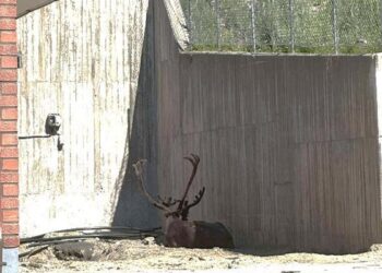 El Ártico ya no es intocable: el sol quema en la tierra del frío