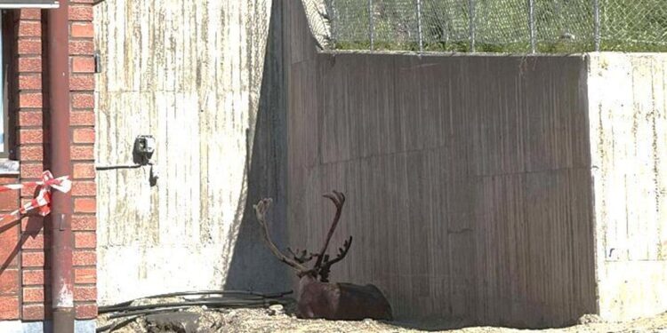 El Ártico ya no es intocable: el sol quema en la tierra del frío