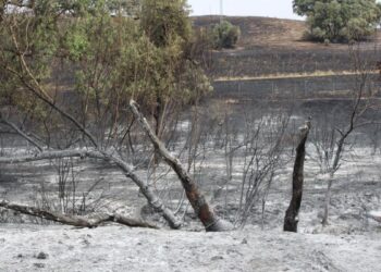 Vecinos de Tres Cantos lamentan la ‘falta de prevención’: ‘Todos los años se queman algunas hectáreas en los alrededores de la zona nueva’