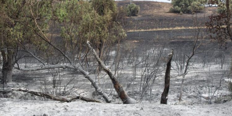 Vecinos de Tres Cantos lamentan la ‘falta de prevención’: ‘Todos los años se queman algunas hectáreas en los alrededores de la zona nueva’