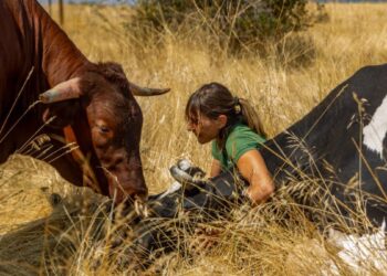 El santuario vegano de Madrid que ha inscrito 280 vacas y ovejas en el registro de mascotas: ‘Algunos nos llaman hippies y se ríen de nosotros’