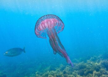 Medusas: estas son las 10 más habituales y las más peligrosas