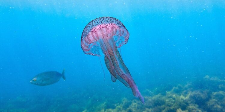 Medusas: estas son las 10 más habituales y las más peligrosas