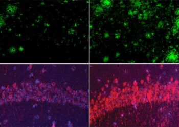 El litio, una nueva esperanza para revertir el alzhéimer
