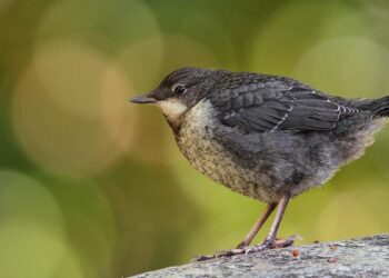 Más allá del canto: los mirlos acuáticos se comunican también con la mirada