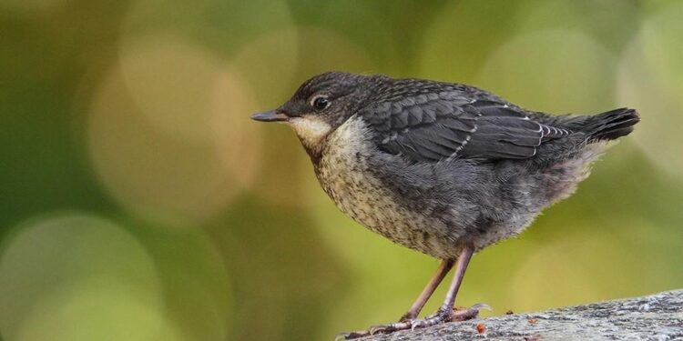 Más allá del canto: los mirlos acuáticos se comunican también con la mirada