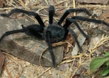 El tamaño sí importa: descubren tarántulas con enormes aparatos genitales
