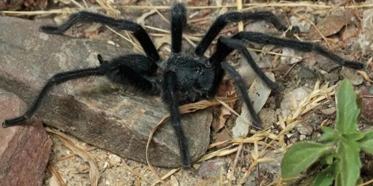 El tamaño sí importa: descubren tarántulas con enormes aparatos genitales