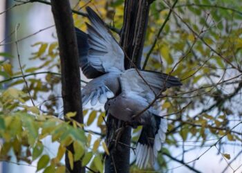 India declara la guerra a las palomas, defendidas por legiones de devotos