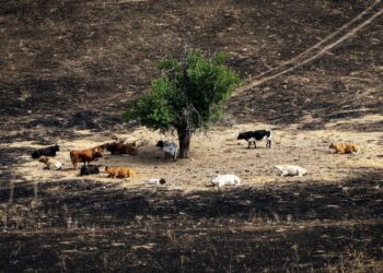 Así es Madrid Forestal, el plan de conservación de bosques de Díaz Ayuso para prevenir incendios en la Comunidad