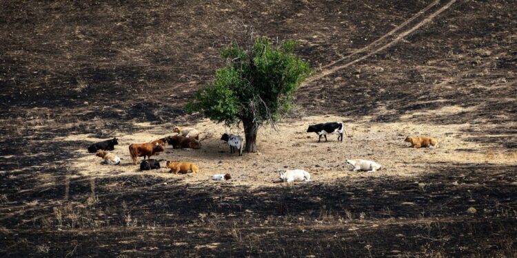 Así es Madrid Forestal, el plan de conservación de bosques de Díaz Ayuso para prevenir incendios en la Comunidad