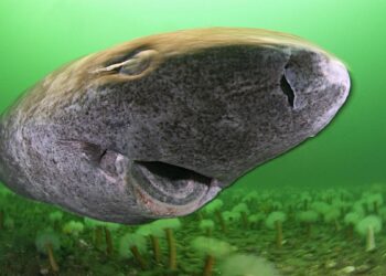 Esta especie de tiburón vive 400 años y los científicos descubren el motivo