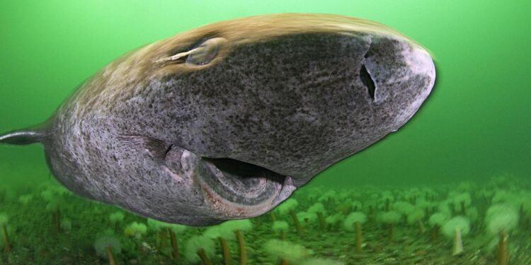 Esta especie de tiburón vive 400 años y los científicos descubren el motivo