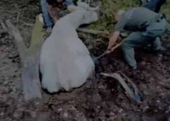 Los bomberos de Madrid rescatan a una vaca que estaba atascada en una tubería